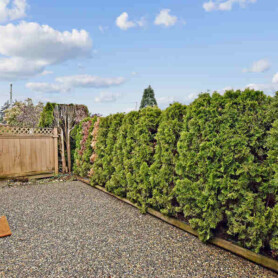 SOC - Sarah Sprietsma & Kelly Lerigny - 3 - 9420 Woodbine St - Chilliwack